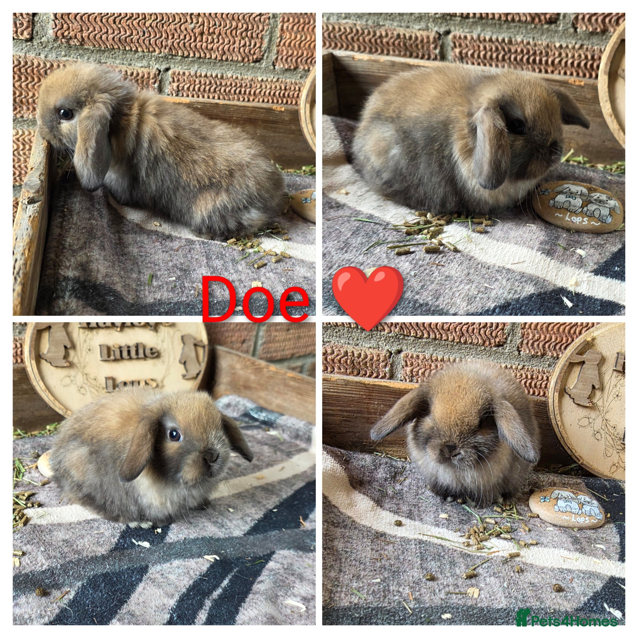 Mini Lop rabbits READY NOW Gorgeous Pure Breed Mini Lops  - Advert 2