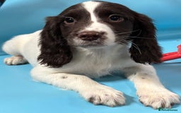 English Springer Spaniel dogs for sale: English springer spaniel - Image 12