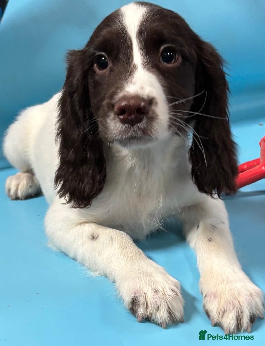 English Springer Spaniel dogs for sale: English springer spaniel - Image 12