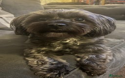 Yorkiepoo dogs for sale: Beautiful yorkipoo puppies - Image 23