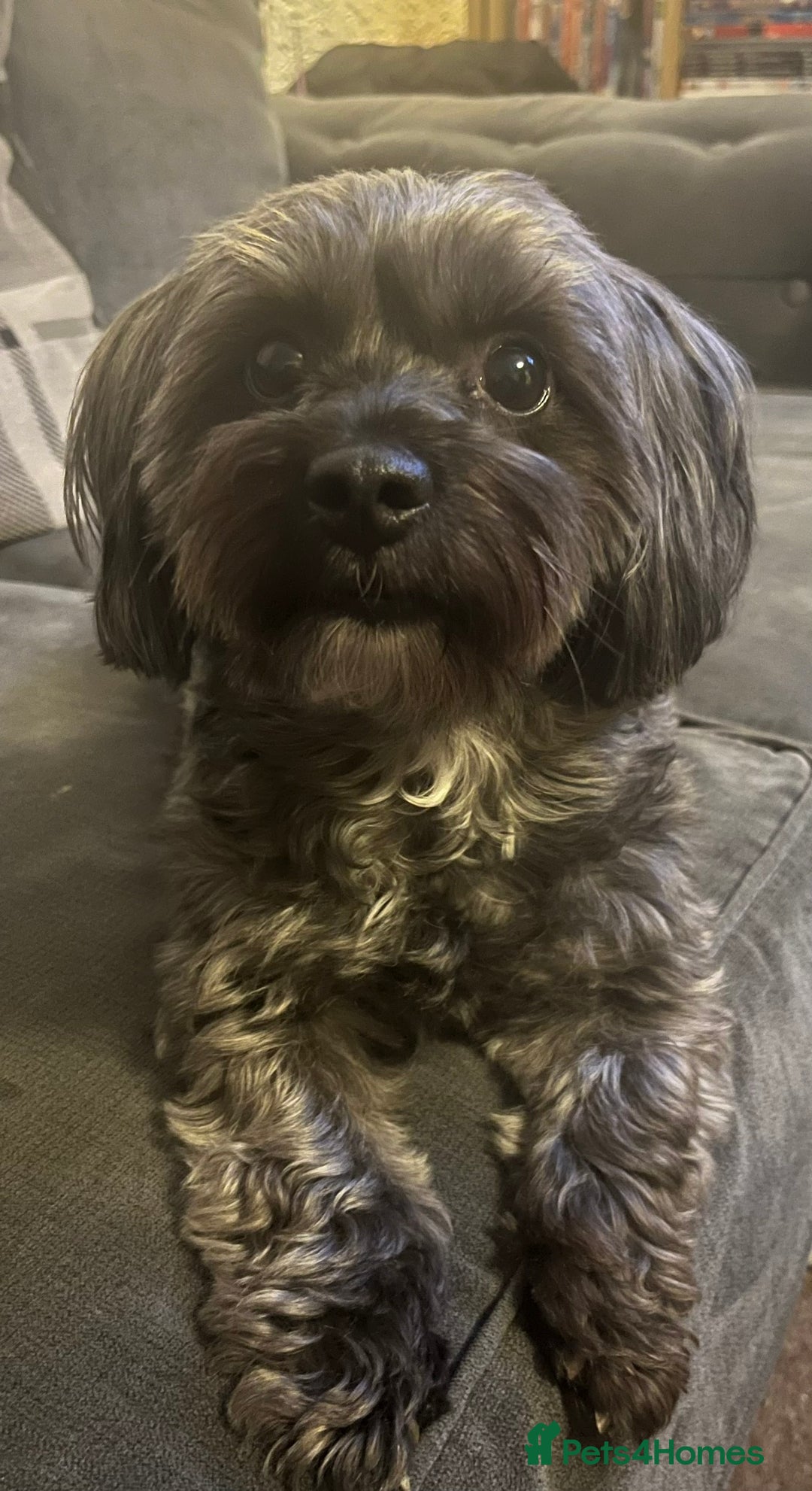 Yorkiepoo dogs for sale: Beautiful yorkipoo puppies - Image 23