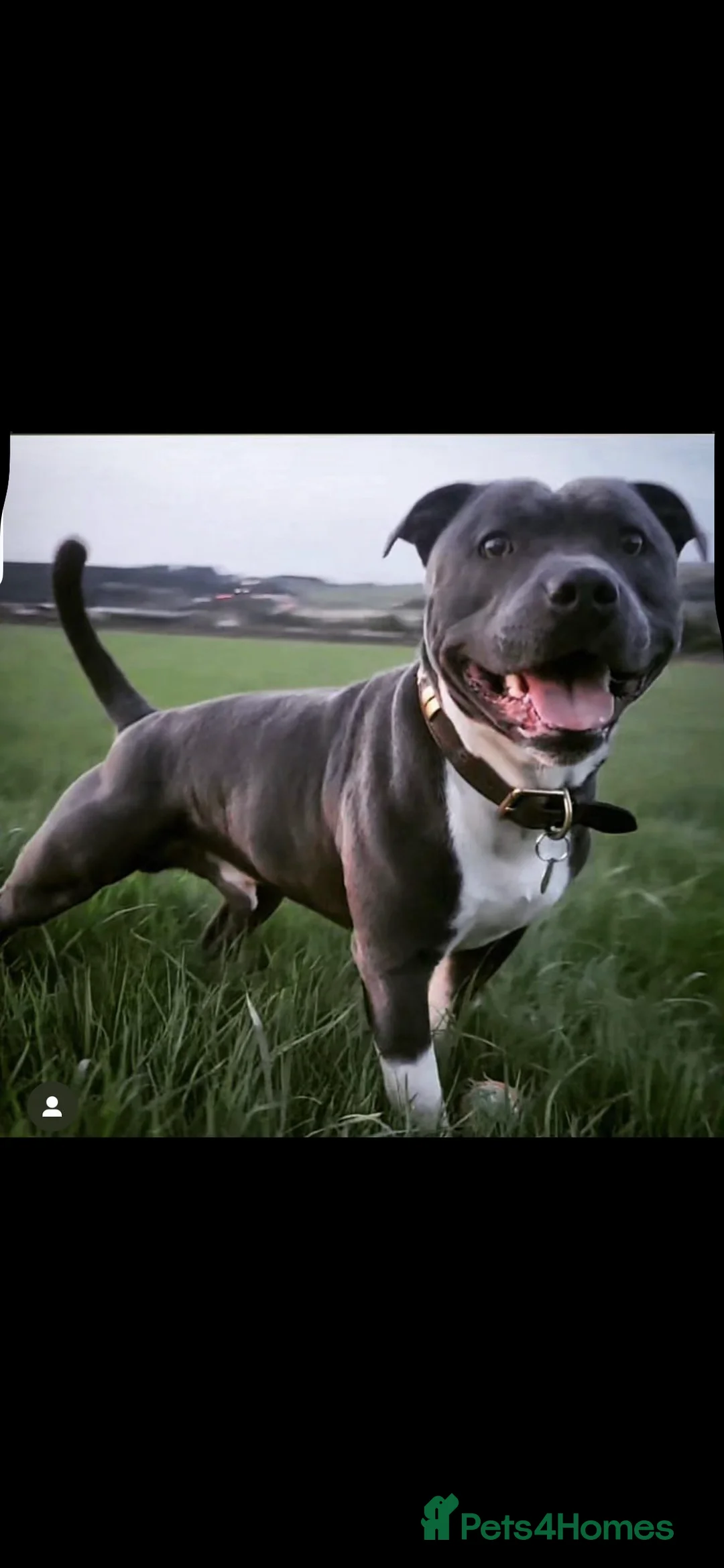 Staffordshire Bull Terrier dogs for sale: Geministaffs socks & Tilly (4⭐️ licensed breeders) - Advert 7