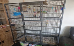 Conures birds for sale: Conure hand tame  - Image 3