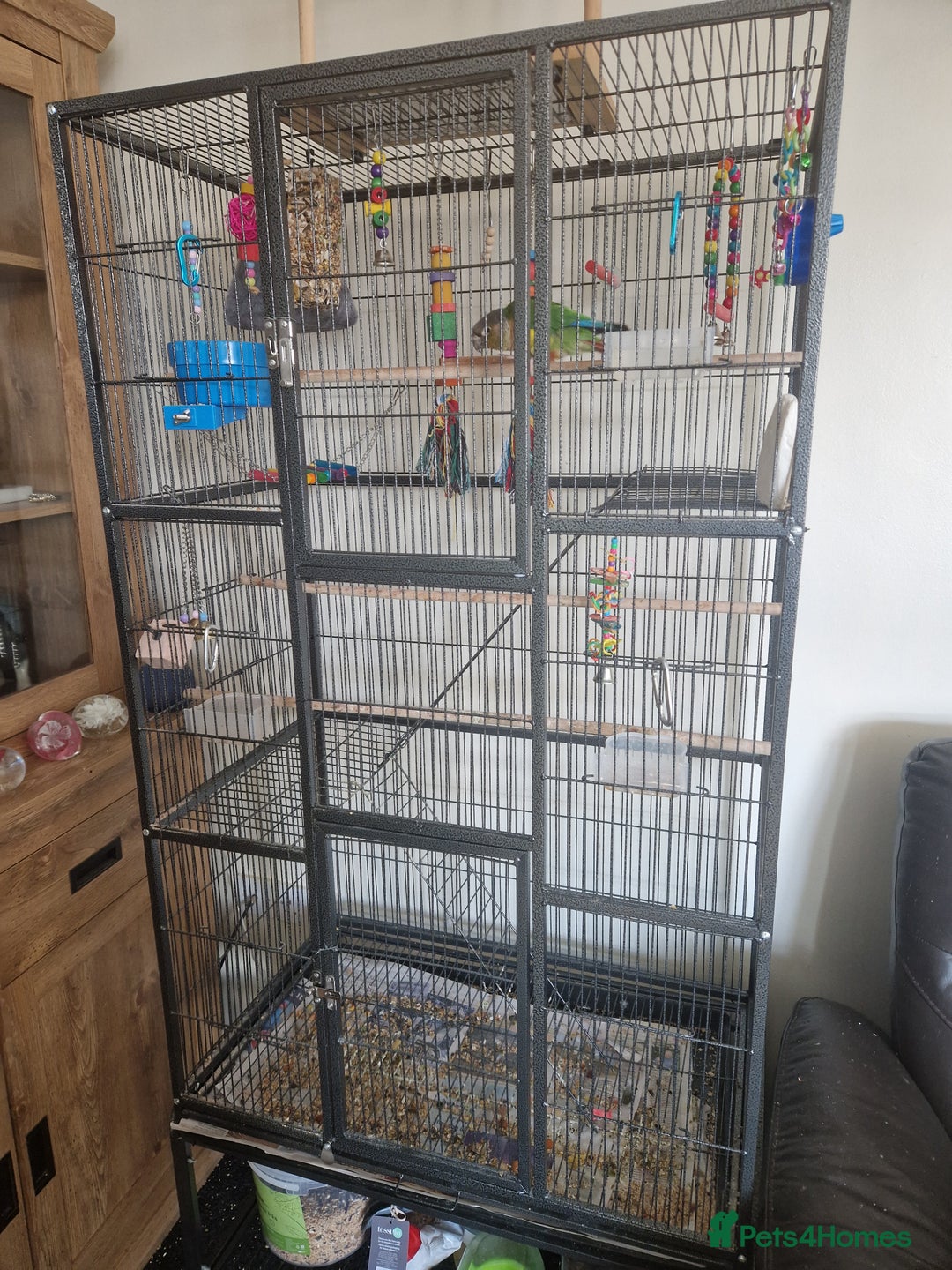 Conures birds for sale: Conure hand tame  - Image 3
