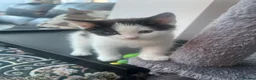 Mixed Breed cats for sale: Kittens for sale  - Advert 7
