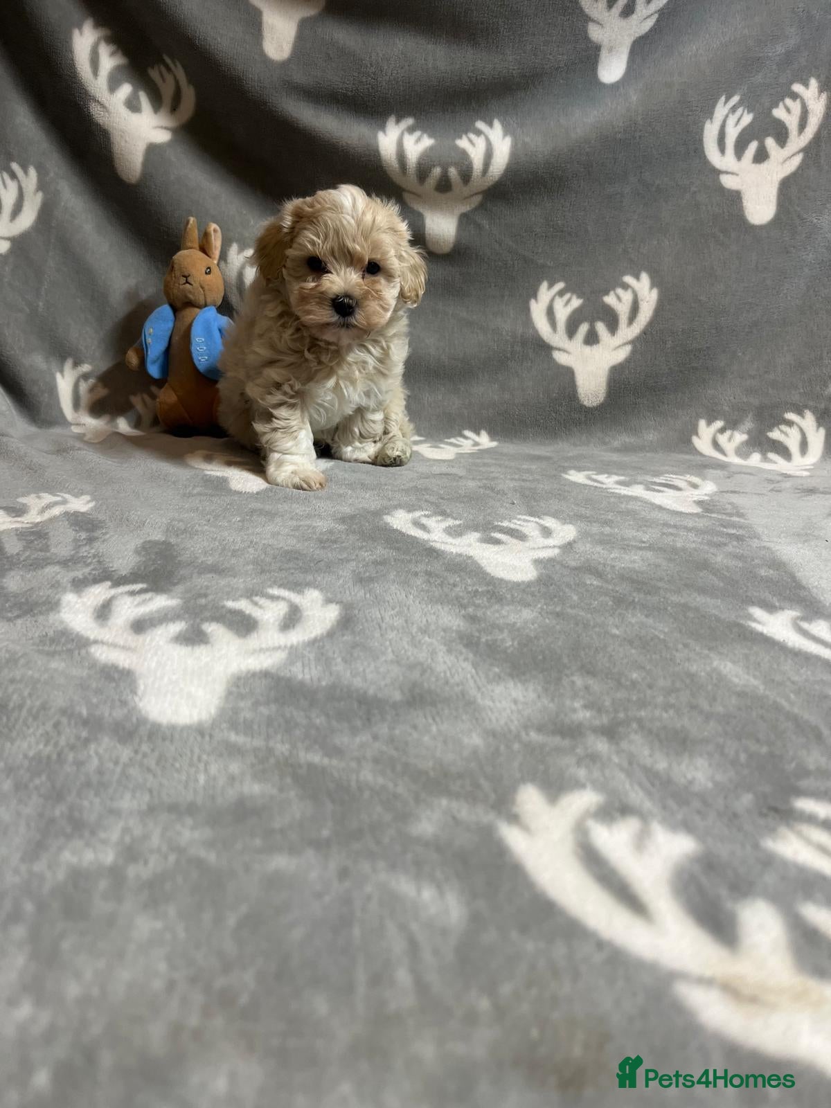 Maltipoo dogs 🤩1 stunning f1 Maltipoo 🤩 - Advert 11