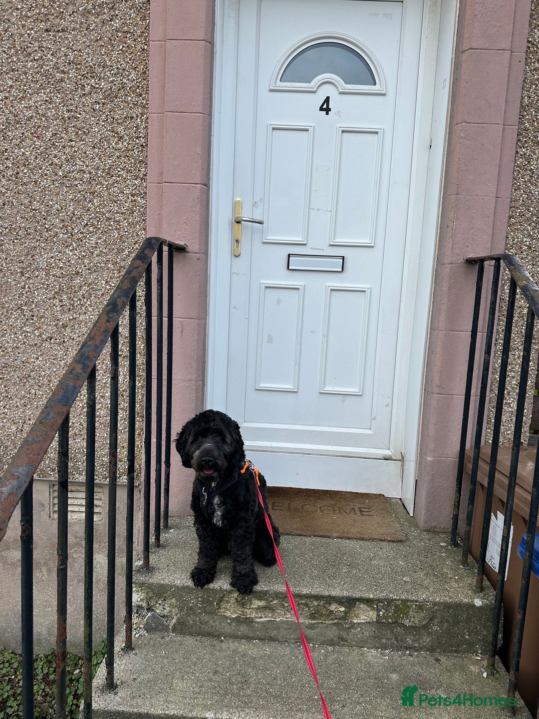 Cockapoo dogs for sale: Rio (13 month old Cockapoo)  - Advert 4