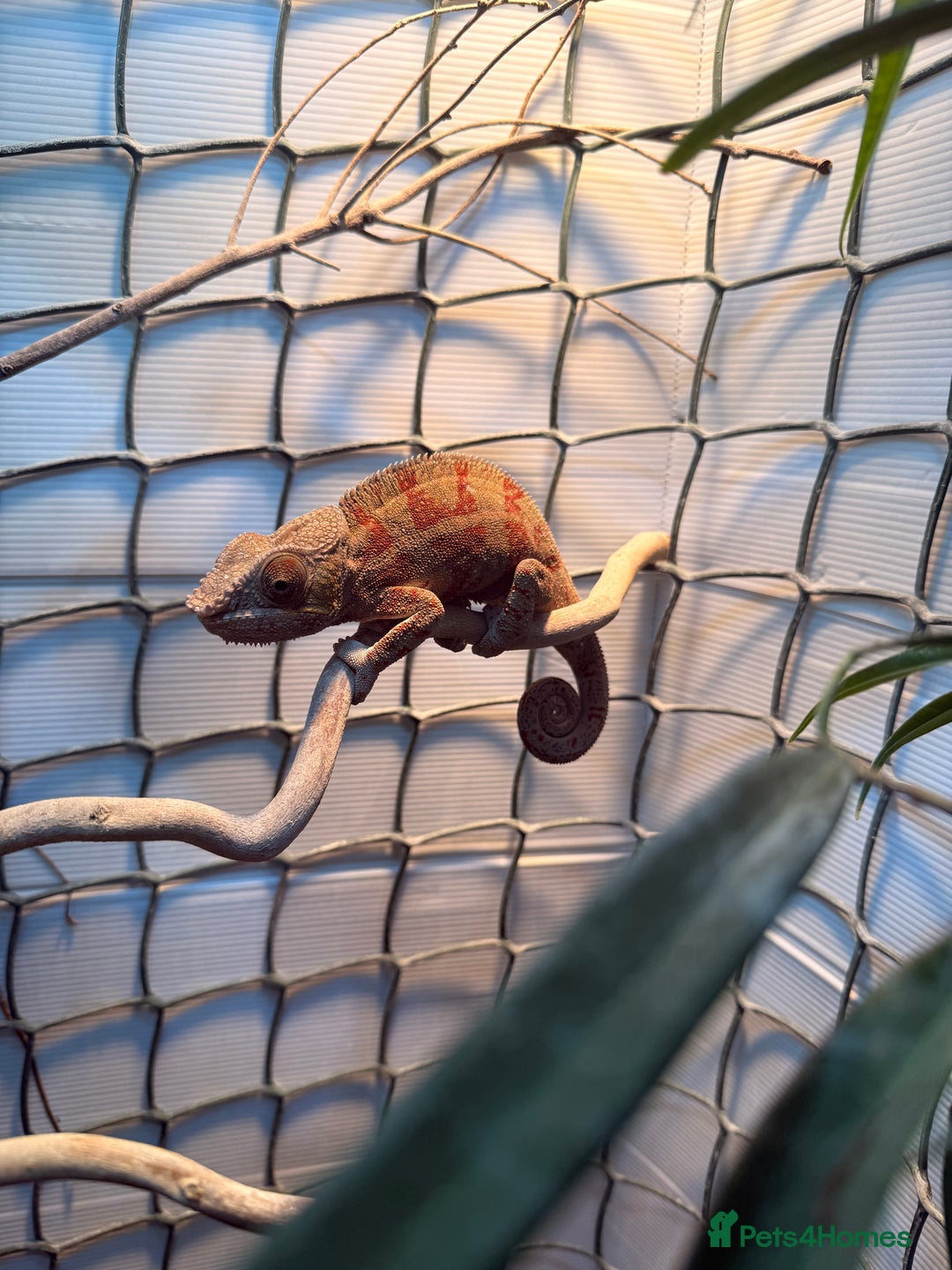 Chameleon reptiles for sale: Male Ambilobe Juvenile Chameleon and set up - Advert 1