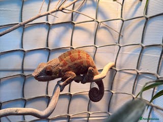 Chameleon reptiles Male Ambilobe Juvenile Chameleon and set up - Advert 5