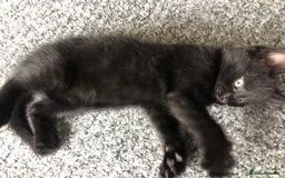 British Shorthair cats for sale: 🐾 A Rare Band of Ghost Tabby Kittens 🐾 - Image 36
