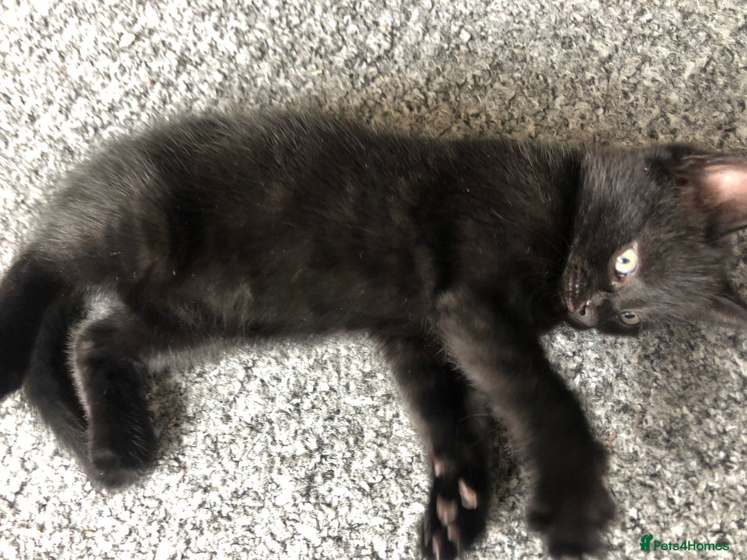 British Shorthair cats for sale: 🐾 A Rare Band of Ghost Tabby Kittens 🐾 - Image 36