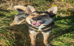 Mixed Breed dogs for sale: German Shephard x Collie - Image 9