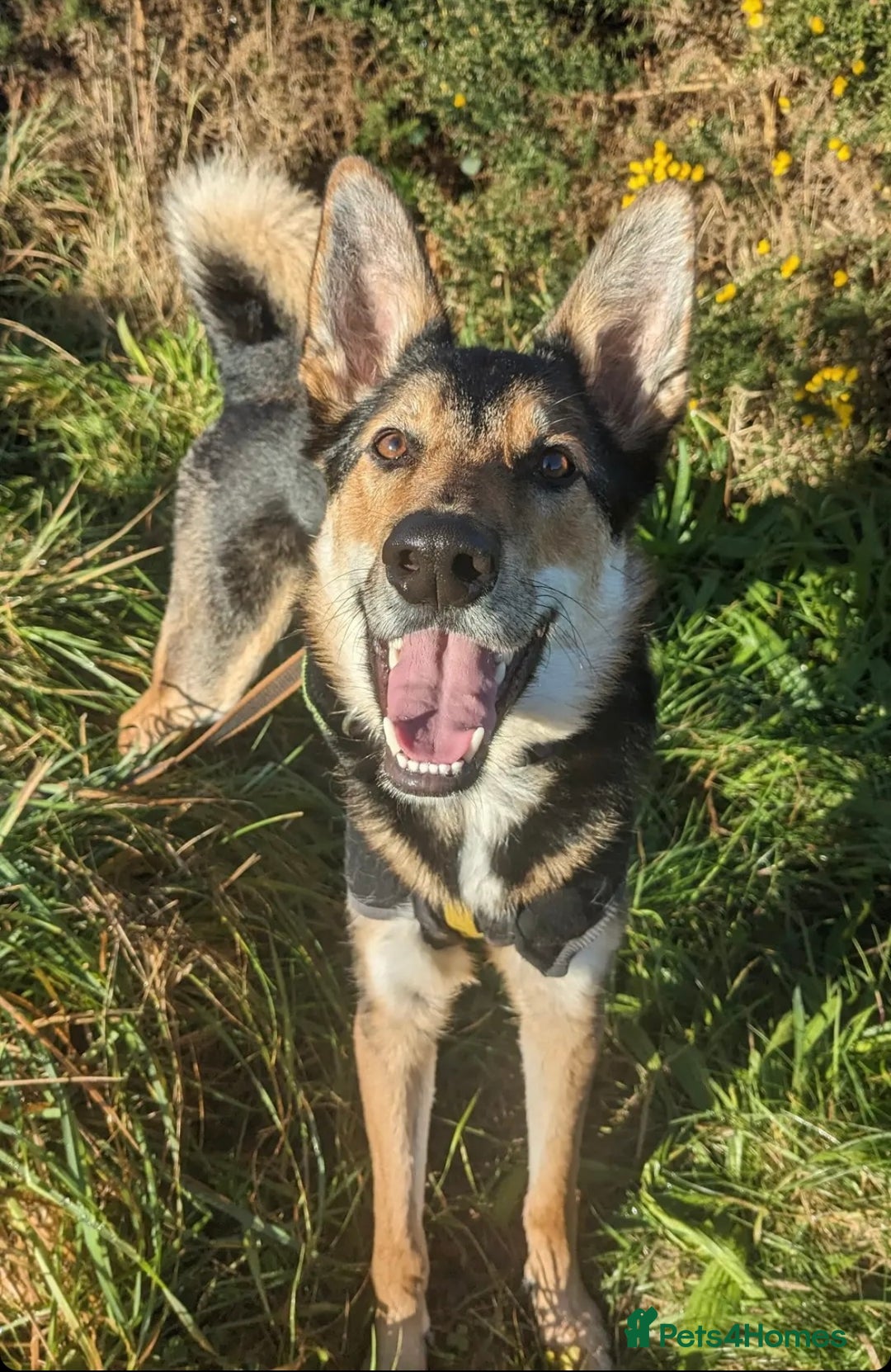 Mixed Breed dogs for sale: German Shephard x Collie - Image 9