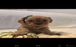 Cavapoo dogs for sale: Cavapoos f1 - Image 5