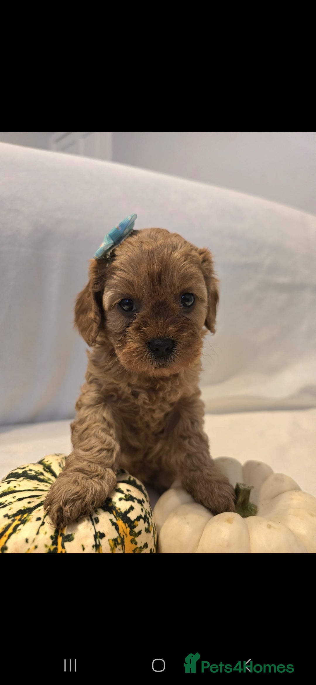 Cavapoo dogs for sale: Cavapoos f1 - Image 5