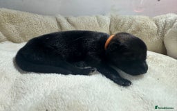 German Shepherd dogs for sale: German Shepherd's from DDR and Czech bloodlines.  - Image 10