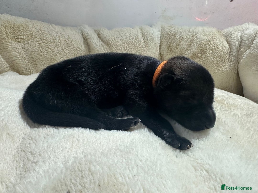 German Shepherd dogs for sale: German Shepherd's from DDR and Czech bloodlines.  - Image 10