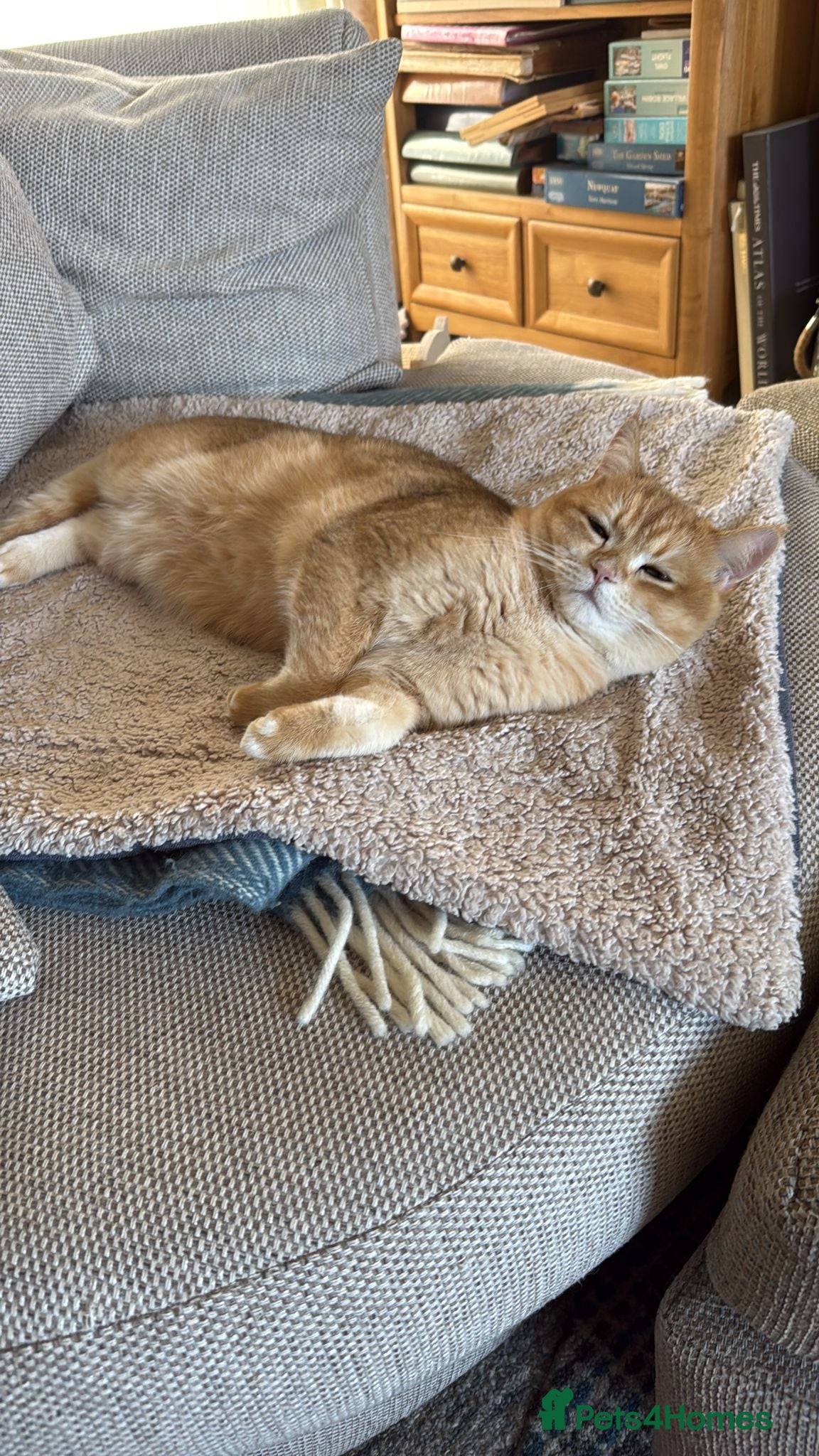 British Shorthair cats for sale: 2 boys Golden BSH for rehoming  - Advert 13