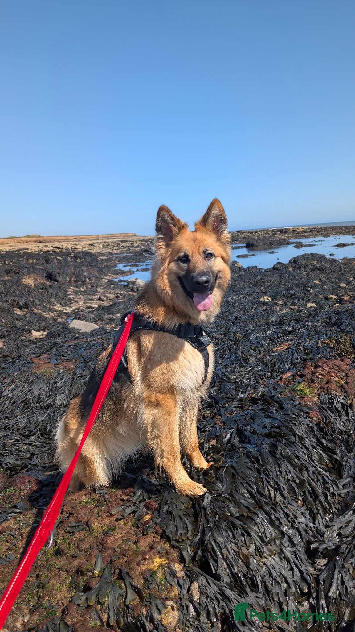 German Shepherd dogs German shepherd 2 year old  - Advert 11