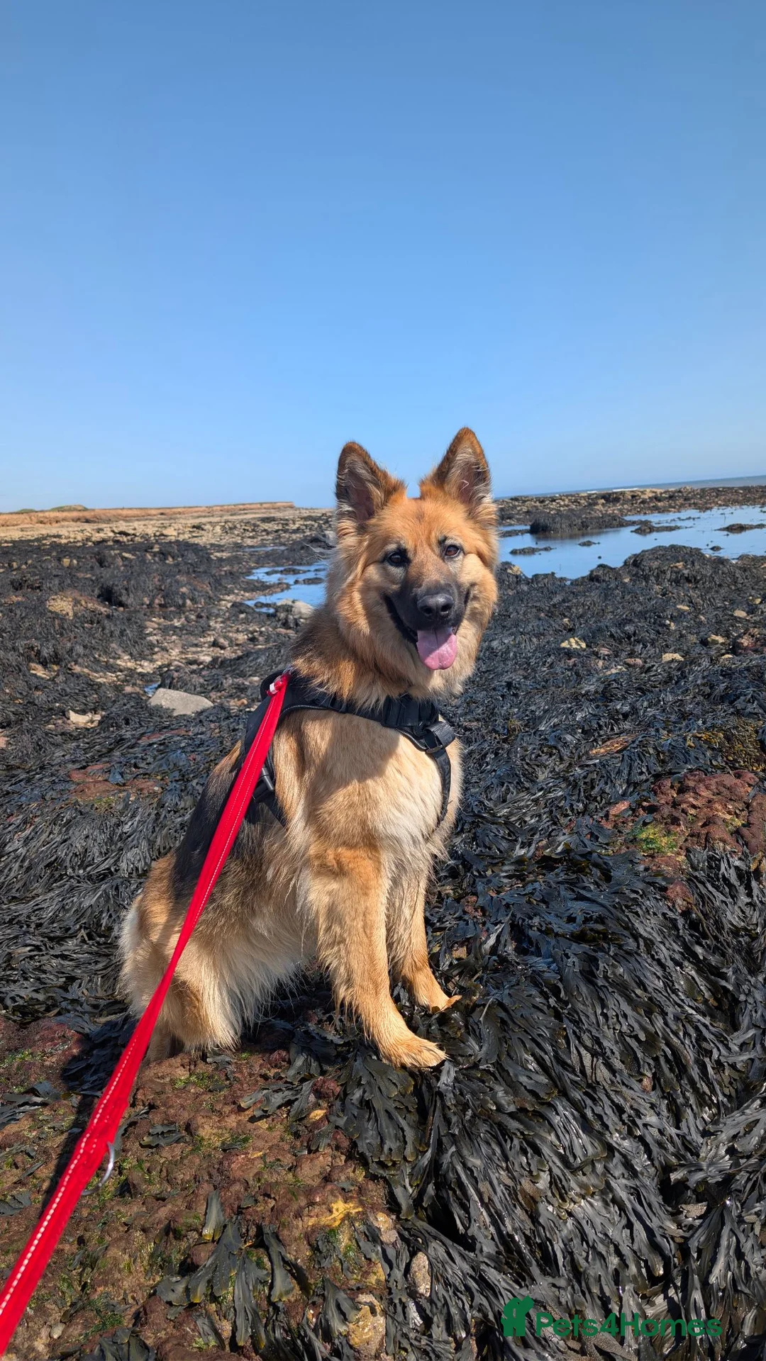 German Shepherd dogs for sale: German shepherd 2 year old  - Advert 1