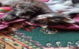 British Shorthair cats for sale: 2 beautiful little kittens ready to be loe - Image 9