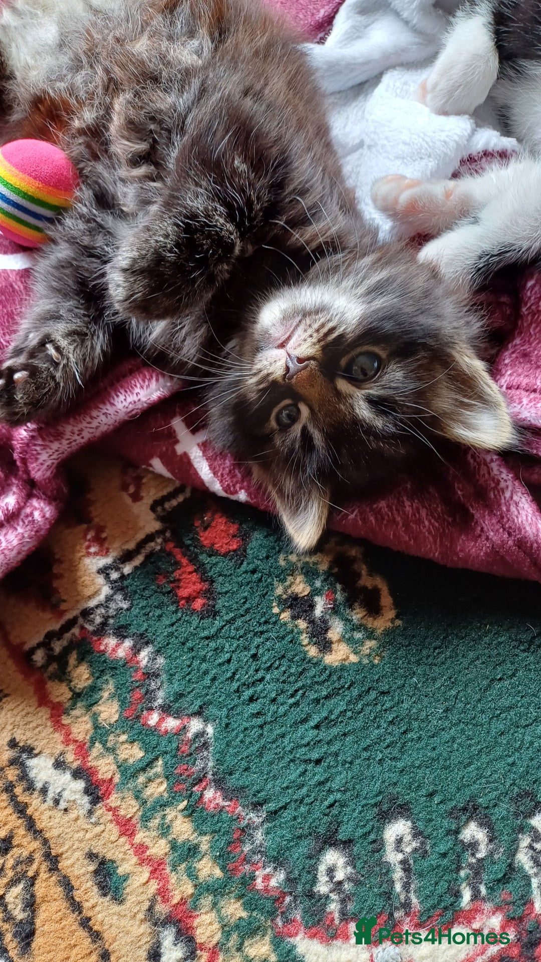 British Shorthair cats for sale: 2 beautiful little kittens ready to be loe - Image 9