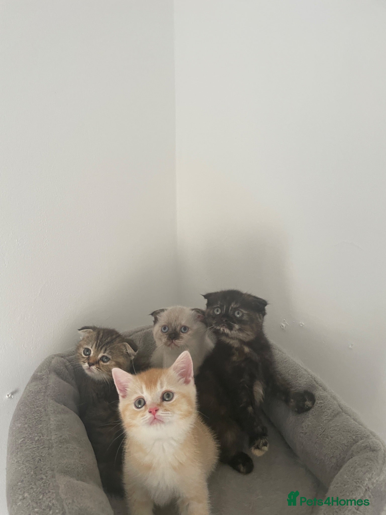 Scottish Fold cats     Meet Our 4 Sweet Scottish Fold Kittens - Advert 2