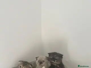Scottish Fold cats Meet Our 4 Sweet Scottish Fold Kittens - Advert 2