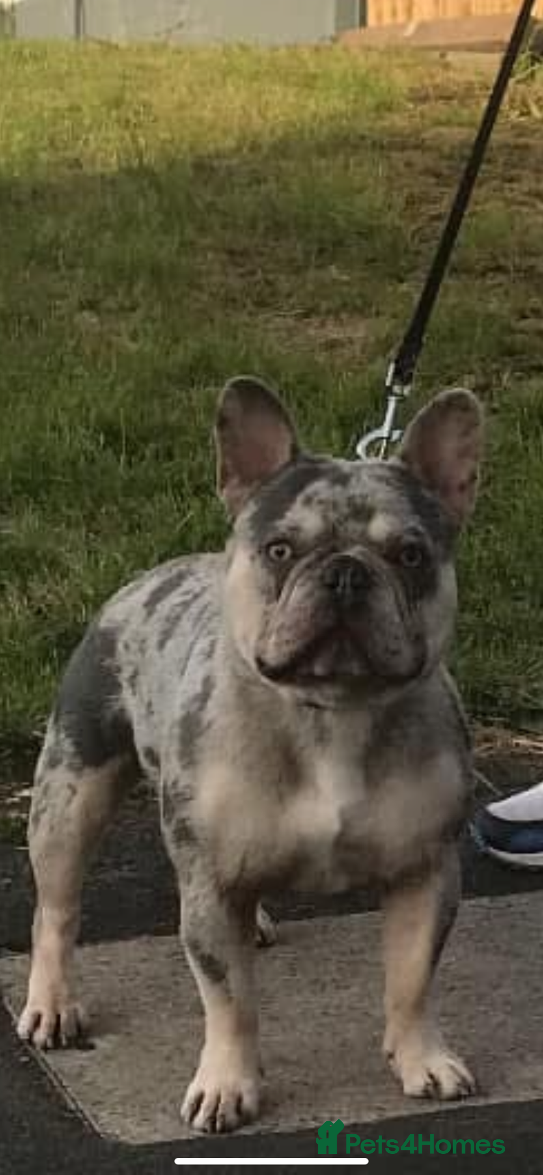 French Bulldog dogs for stud: Lilac and tan Merle new shade maker  - Advert 5
