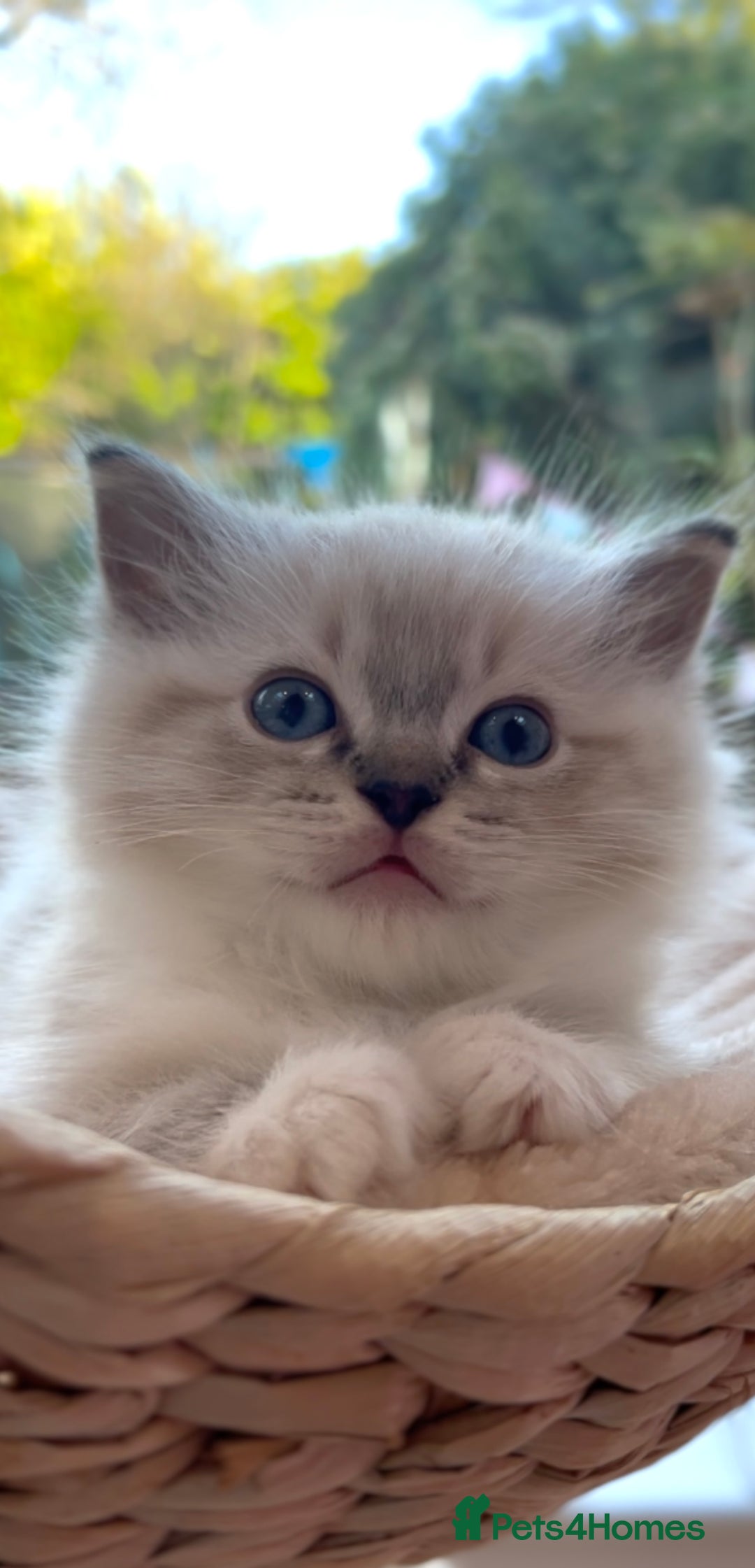 Ragdoll cats for sale: GCCF Registered. Grand Champion Bloodlines. - Advert 28