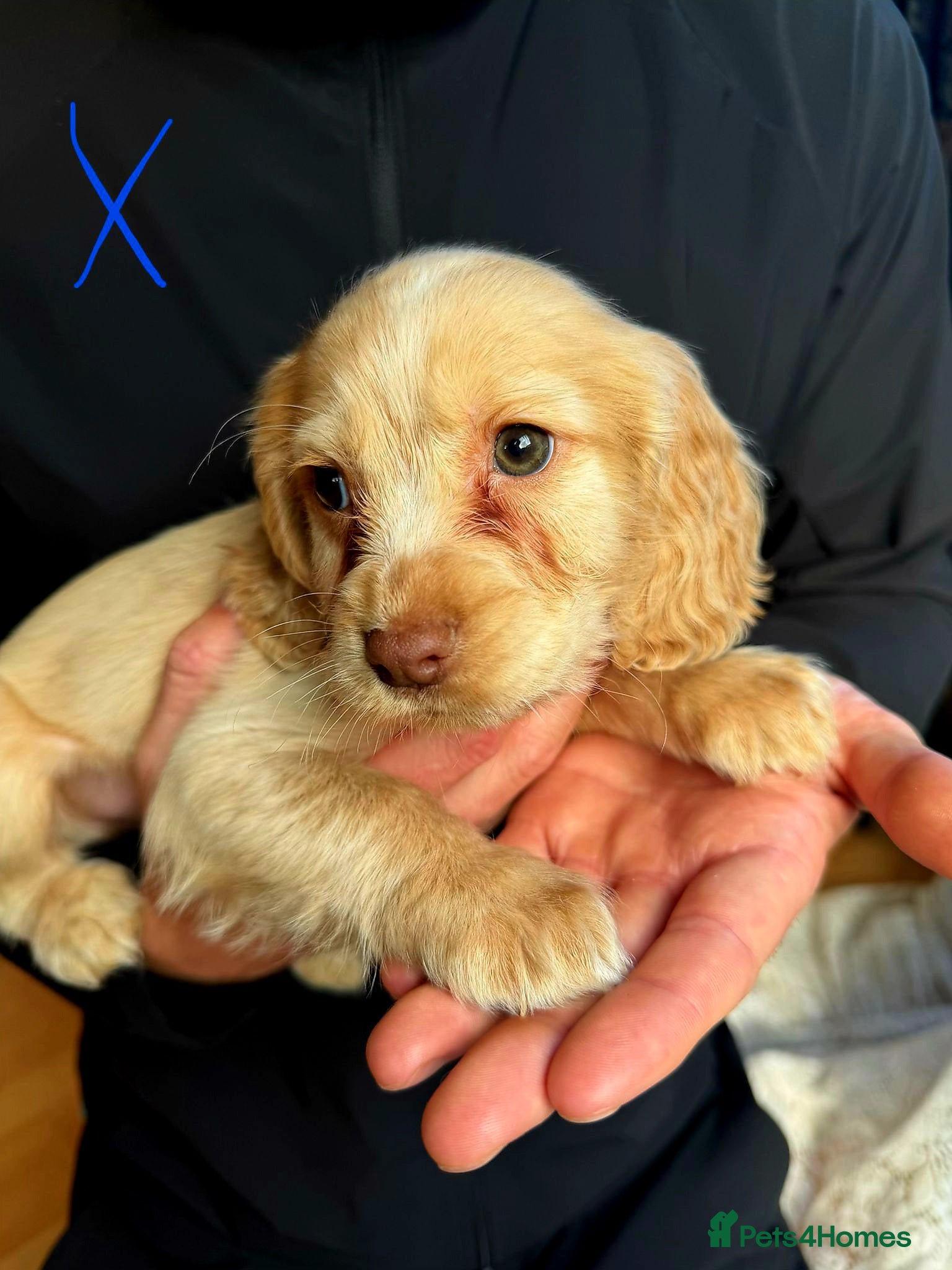 Cocker Spaniel dogs Ready to leave forever homes working cocker spanie - Advert 8