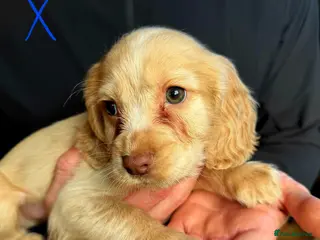 Cocker Spaniel dogs Ready to leave forever homes working cocker spanie - Advert 5