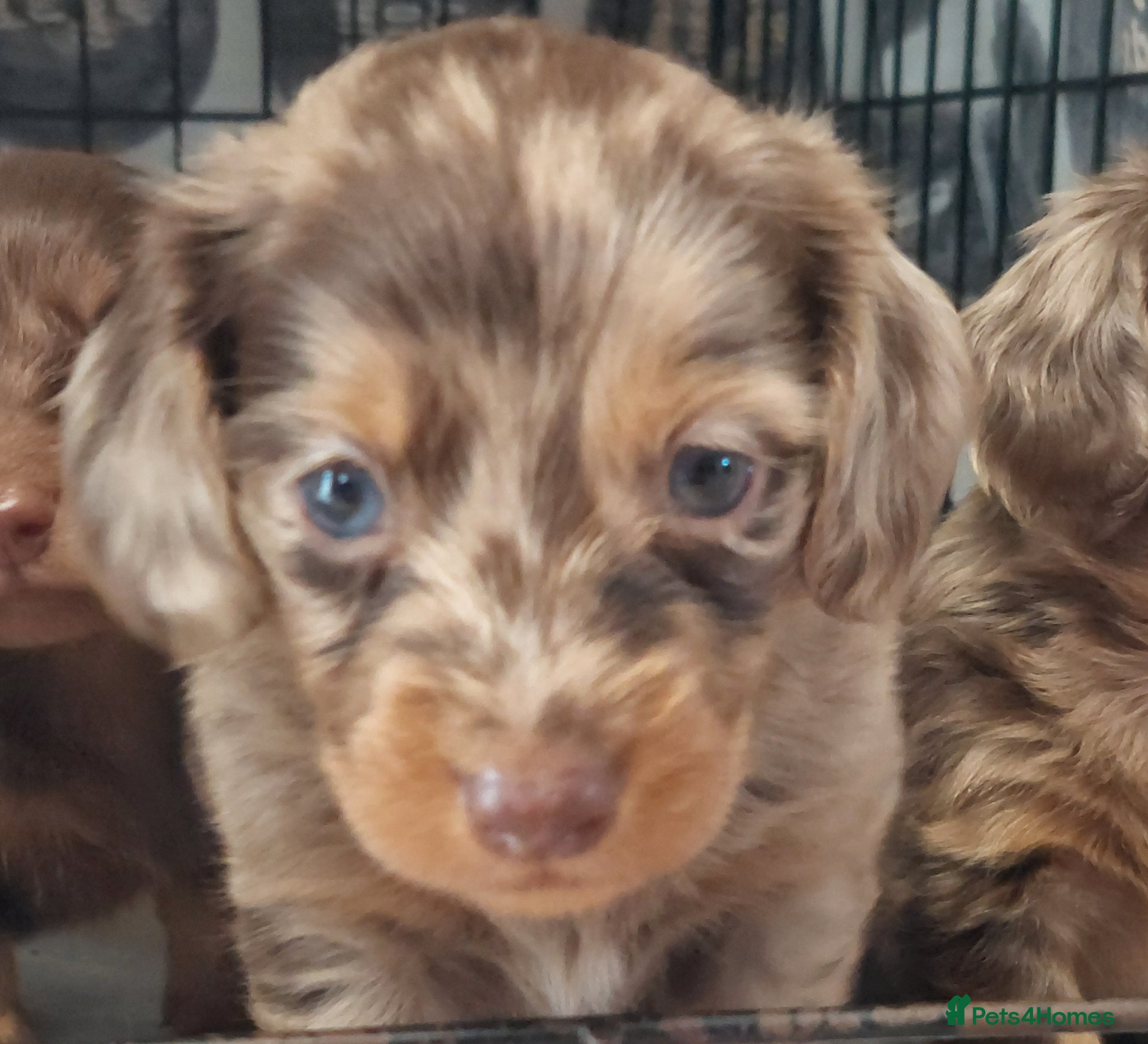 Dachshund dogs Gorgeous long haired daschunds available - Advert 4