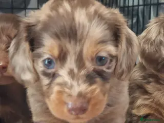 Dachshund dogs Gorgeous long haired daschunds available - Advert 4