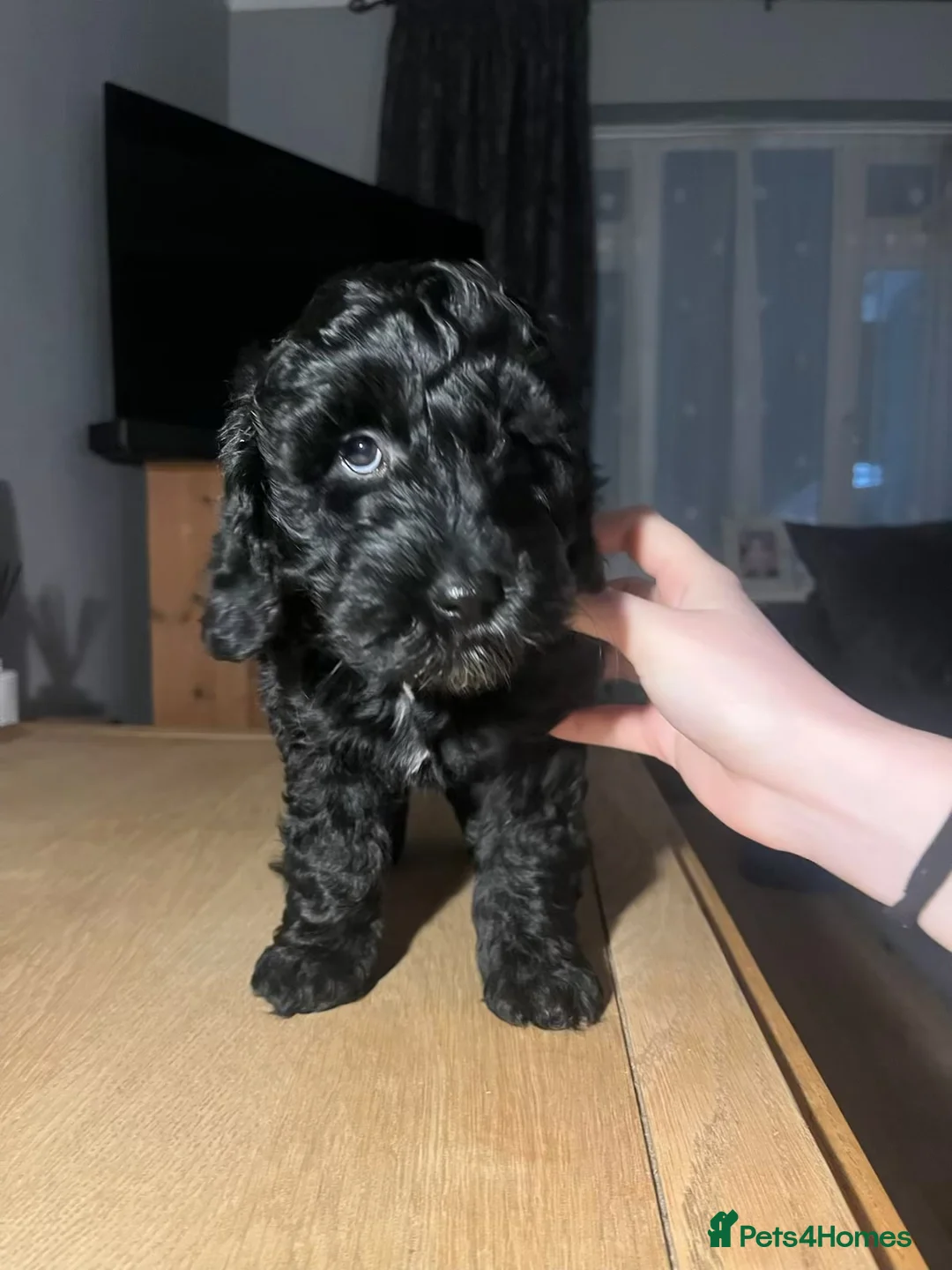 Cockapoo dogs for sale: Ready now black baby girl cockerpoo - Advert 5