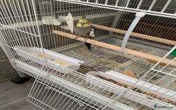Cockatiels birds for sale: Birds Cockatiel  - Image 7