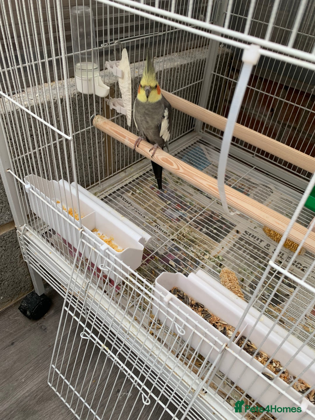 Cockatiels birds for sale: Birds Cockatiel  - Image 7