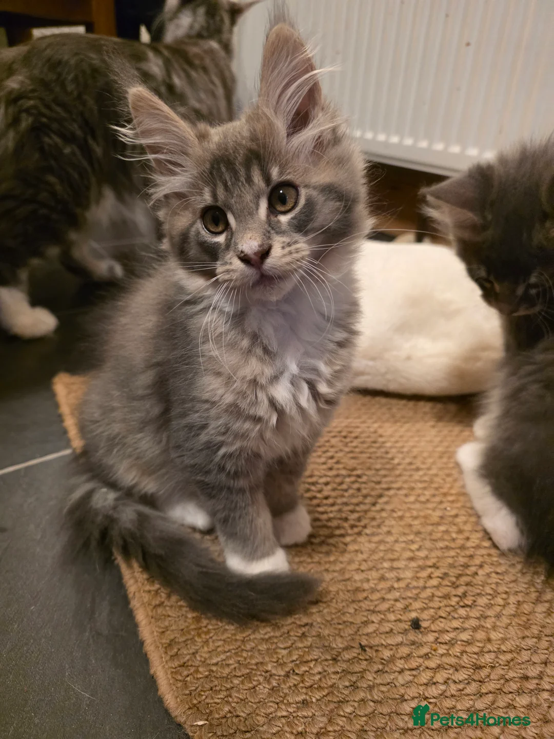Maine Coon cats for sale: Beautiful Maine Coon Kittens 3 boys/ 2 girl  - Advert 36