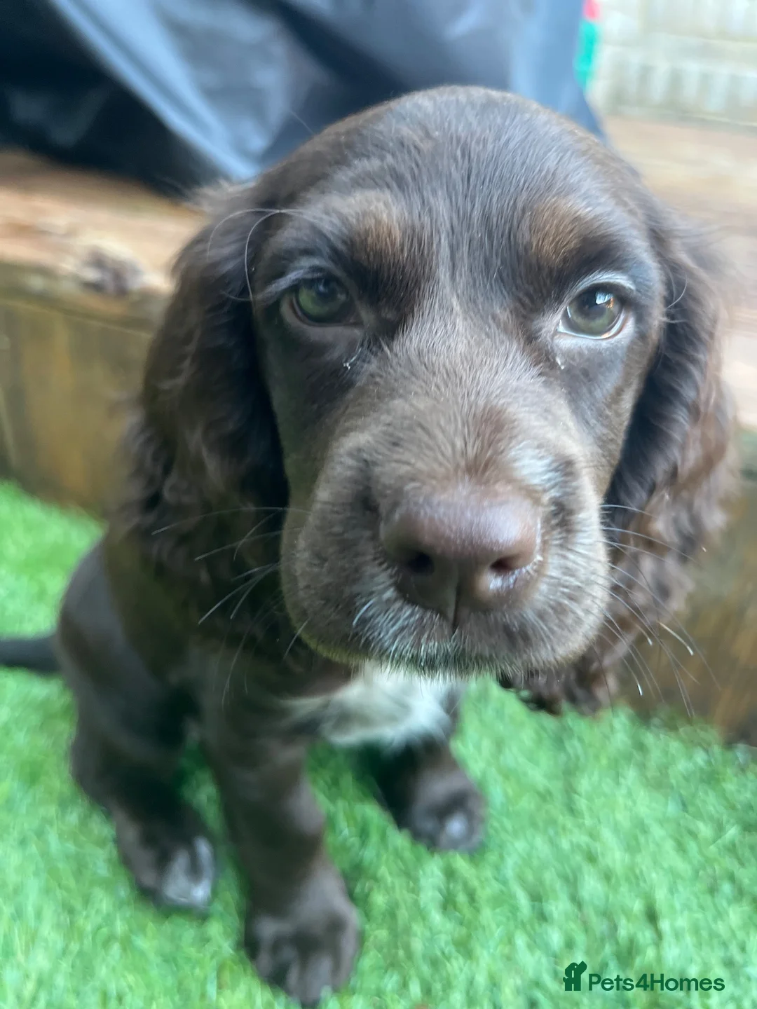 Cocker Spaniel dogs for sale: Cocker spaniel pup - Advert 5