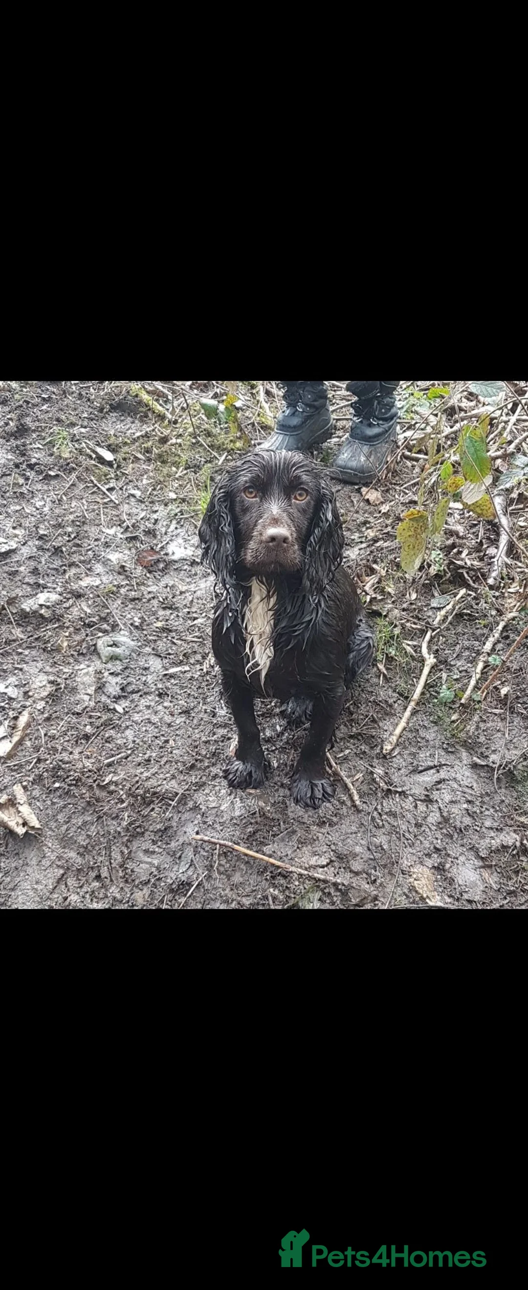 Cocker Spaniel dogs for sale: Health tested working cocker spaniels  in Durham - Advert 1