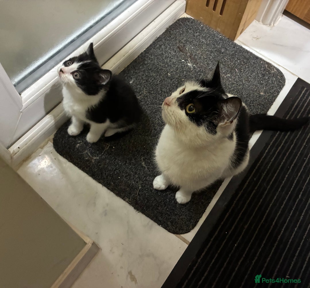 Domestic Shorthair cats for sale: Two 8 week old kittens - Advert 1