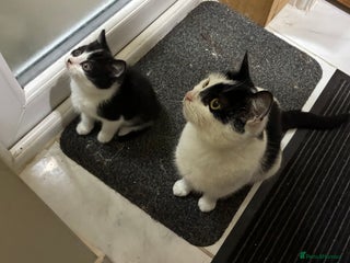 Domestic Shorthair cats Two 8 week old kittens - Advert 4