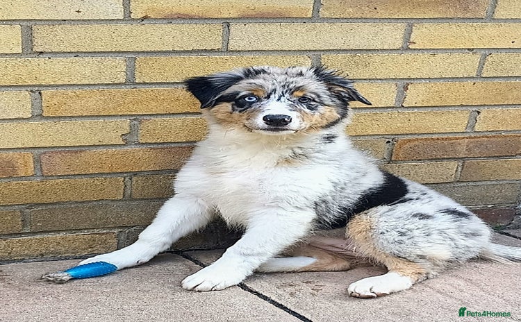 Australian Shepherd dogs in Peterborough - Advert 1