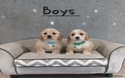 Cavachon dogs for sale: Beautiful F1 Cavachon boys 💙 - Image 6