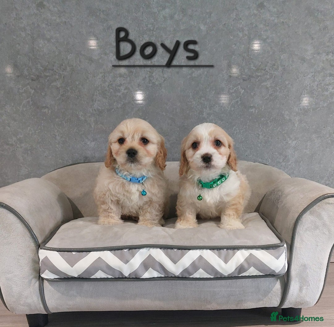 Cavachon dogs for sale: Beautiful F1 Cavachon boys 💙 - Image 6