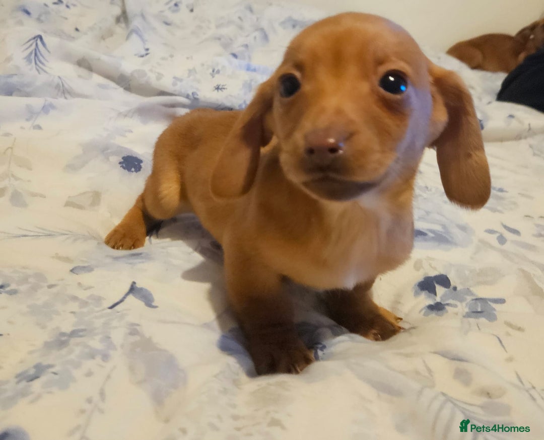 Mixed Breed dogs for sale: Dachshund x jackrussel - Advert 3