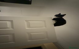 Domestic Shorthair cats for sale: Pretty little tuxedo and cutest little tabby - Image 4