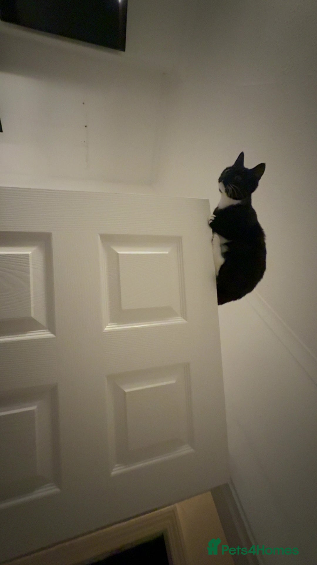 Domestic Shorthair cats for sale: Pretty little tuxedo and cutest little tabby - Image 4