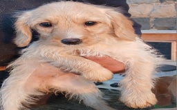Labradoodle dogs for sale: Labradoodle pups for sale - Image 5