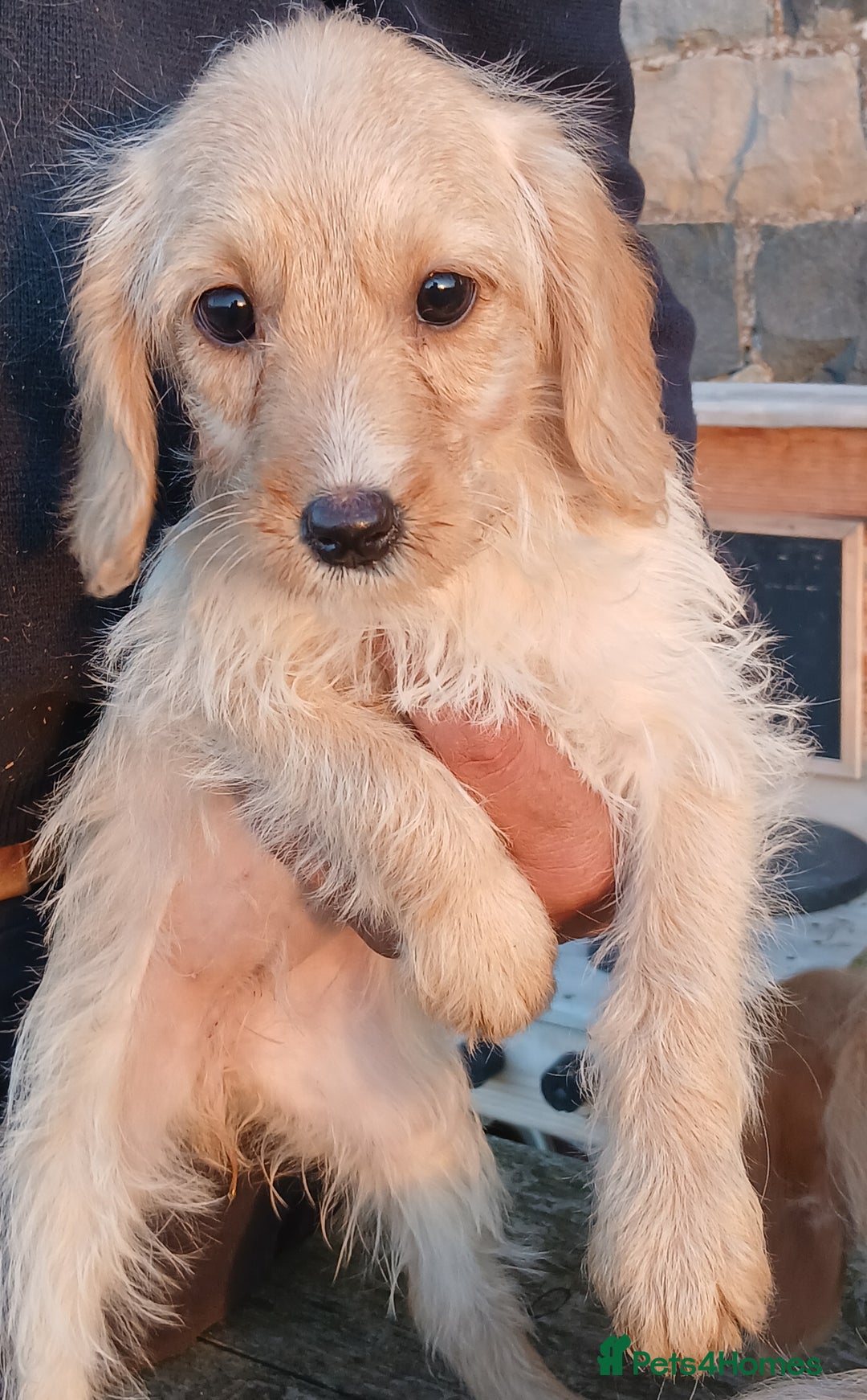 Labradoodle dogs for sale: Labradoodle pups for sale - Image 5